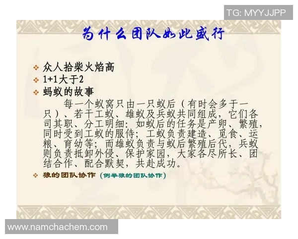 西安排球队的团队协作探讨与排球竞技精神的深度融合